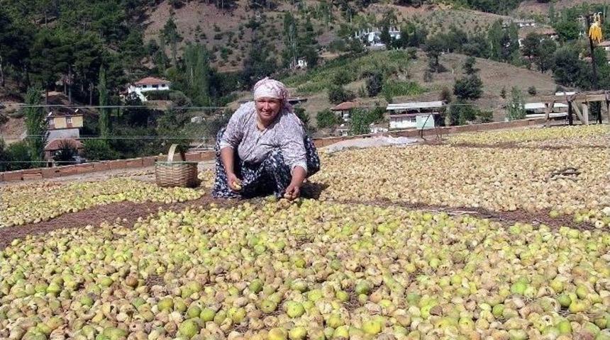İncir Serada Kurutulacak