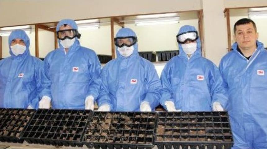 'dumansız Yangın'la Biyolojik M&uuml;cadele