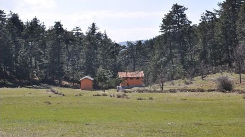 B&uuml;y&uuml;korhan Kestane, Erik Ve Cevizin Merkezi Olacak