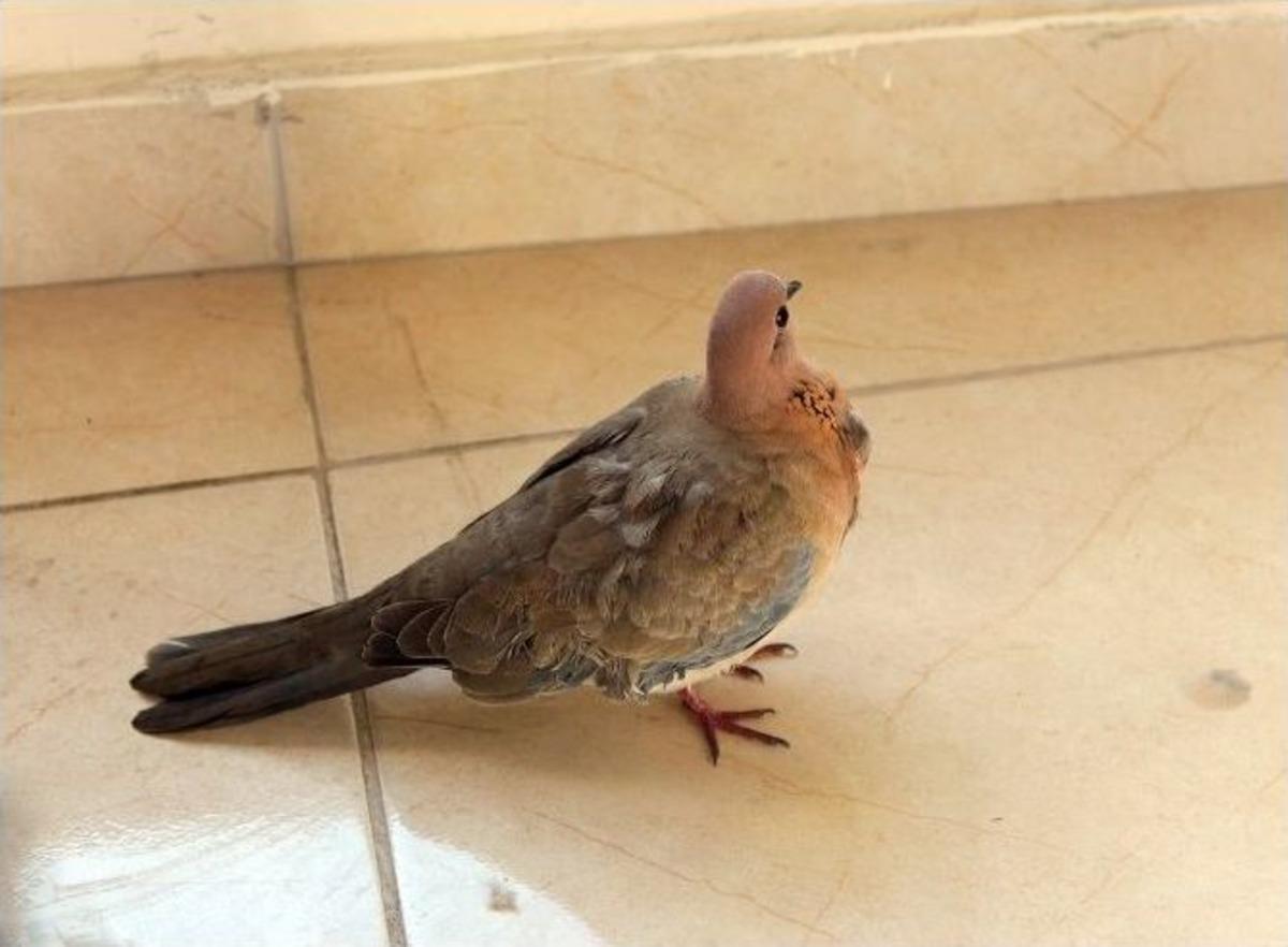 Yaralı Kumruyu Duyarlı Vatandaş Kurtardı