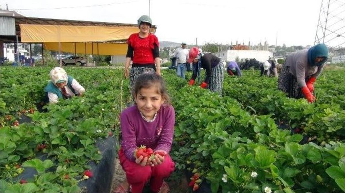 (&ouml;zel Haber) Silifke&rsquo;de &Ccedil;ilek Ve Domates İhracatı Başladı