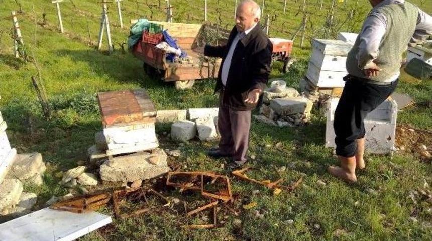 Kış Uykusundan Uyanan Ayılar Bal Kovanlarına Saldırdı