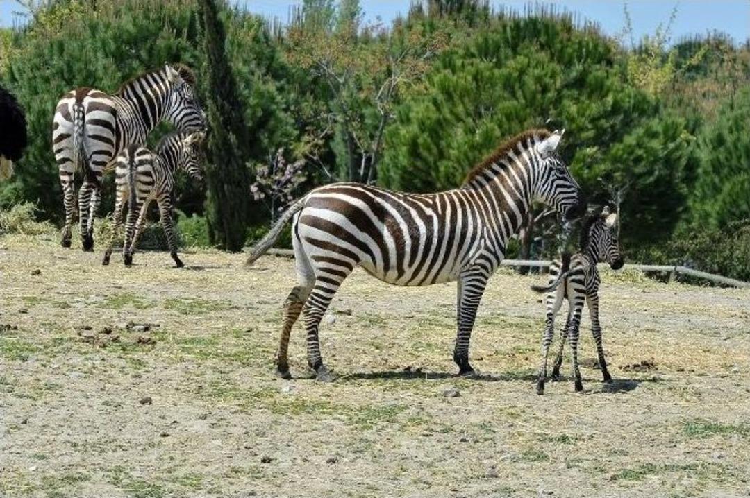 İzmir&rsquo;in Zebraları 3&rsquo;t&uuml; 5 Oldu