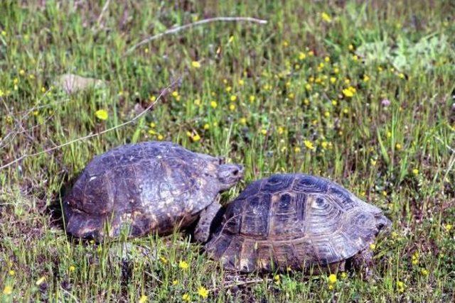 Kaplumbağaların Yolculuğu 1