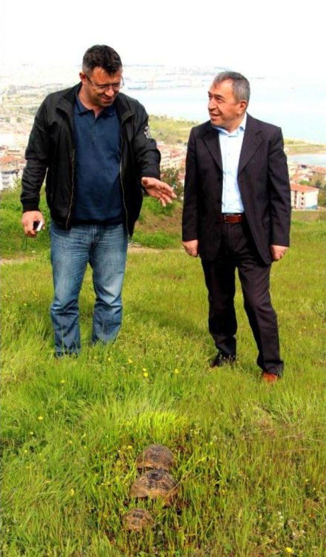 Kaplumbağaların Yolculuğu 3