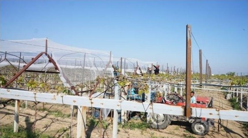 &Uuml;z&uuml;m Bağını &rsquo;dolu Savar&rsquo; &Ouml;rt&uuml;yle Koruyor