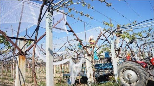 &Uuml;z&uuml;m Bağını &rsquo;dolu Savar&rsquo; &Ouml;rt&uuml;yle Koruyor 1