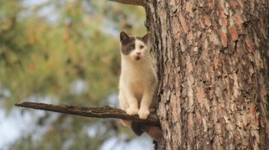 Doğum G&uuml;n&uuml;nde Kedi Kurtarma Operasyonu