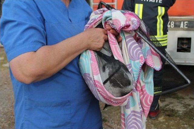 Doğum G&uuml;n&uuml;nde Kedi Kurtarma Operasyonu 1