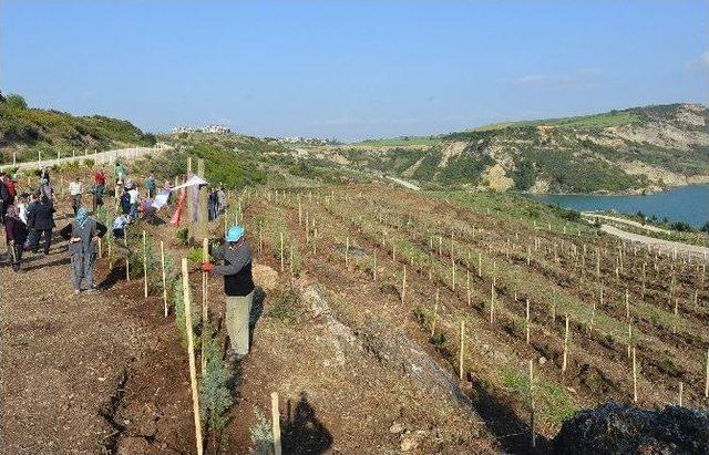 Başbakan Davutoğlu Adına Hatıra Ormanı 2