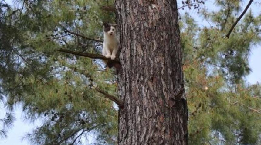 Barınakta K&ouml;pek B&ouml;l&uuml;m&uuml;ne Giren Kedi Ağa&ccedil;ka Mahsur Kaldı