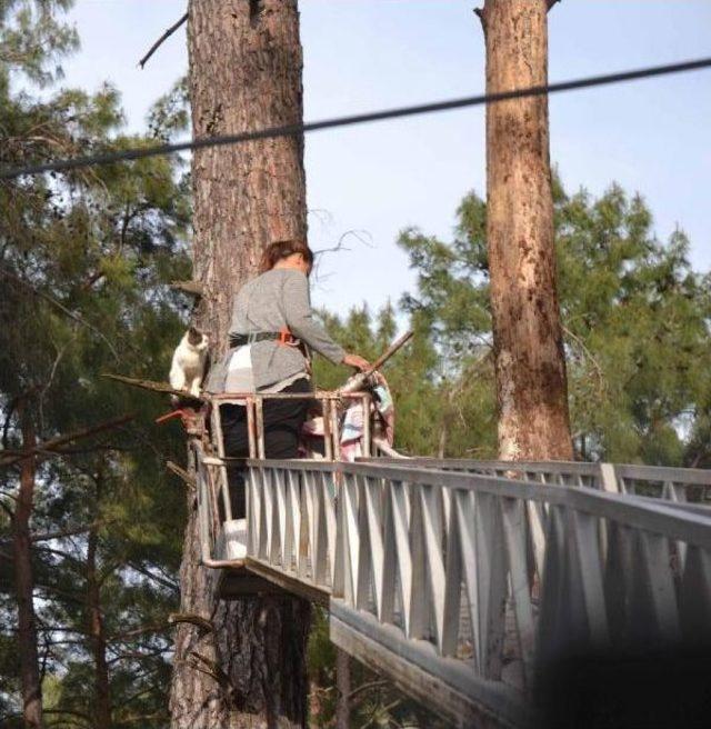 Barınakta K&ouml;pek B&ouml;l&uuml;m&uuml;ne Giren Kedi Ağa&ccedil;ka Mahsur Kaldı 1