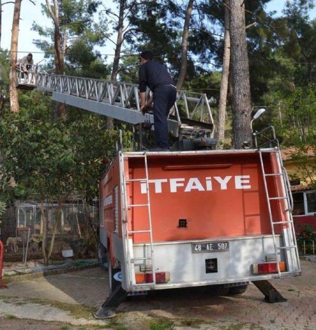 Barınakta K&ouml;pek B&ouml;l&uuml;m&uuml;ne Giren Kedi Ağa&ccedil;ka Mahsur Kaldı 2