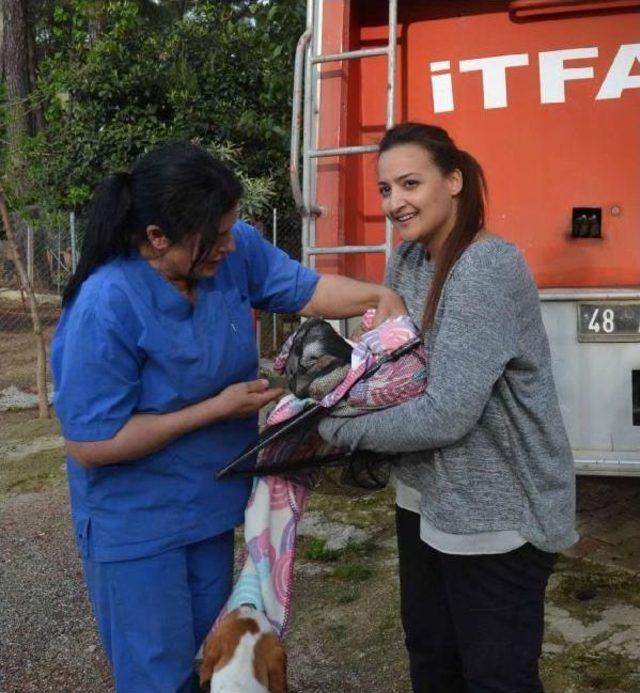 Barınakta K&ouml;pek B&ouml;l&uuml;m&uuml;ne Giren Kedi Ağa&ccedil;ka Mahsur Kaldı 3