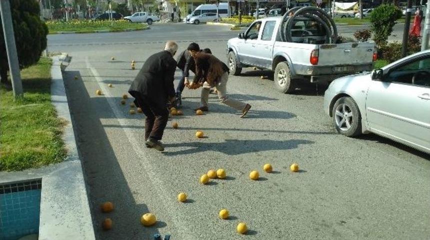 Yola D&ouml;k&uuml;len Greyfurtlar, S&uuml;r&uuml;c&uuml;ler Tarafından Toplanıp Sahibine Verildi