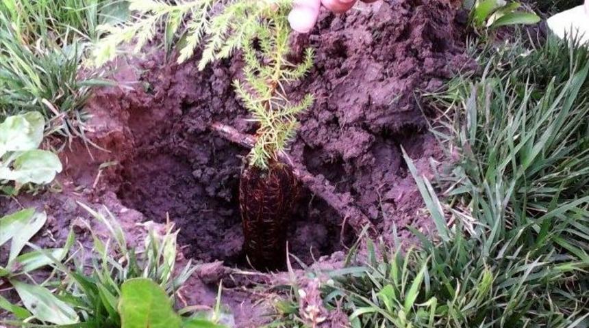 Gonca Fidanları Ağa&ccedil; Oluyor