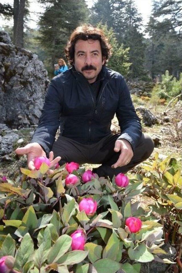 Şakayık&rsquo;a &Ouml;zel Foto Safari 1