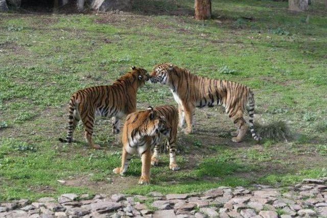 İzmir Doğal Yaşam Parkı'nda Ziyaretçi Rekoru