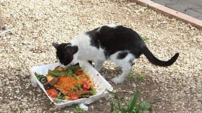 Kediye İki Porsiyon Kebap