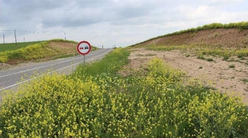 Karayolunda &Ccedil;i&ccedil;ekler A&ccedil;tı