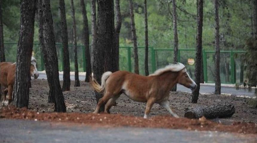 T&uuml;rkiye&rsquo;nin İlk Safari Parkı A&ccedil;ılıyor