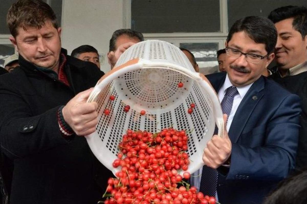 2015&rsquo;in İlk Kirazı G&ouml;r&uuml;c&uuml;ye &Ccedil;ıktı