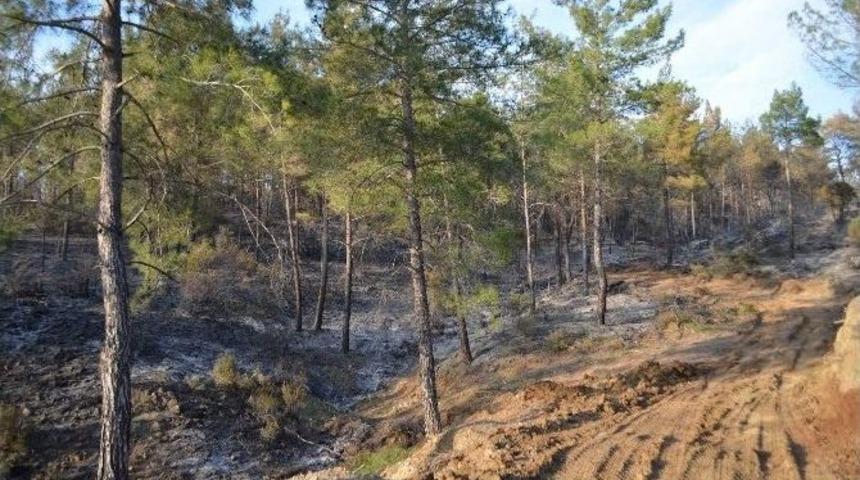 K&ouml;yceğiz&rsquo;de Mevsimin İlk Orman Yangını