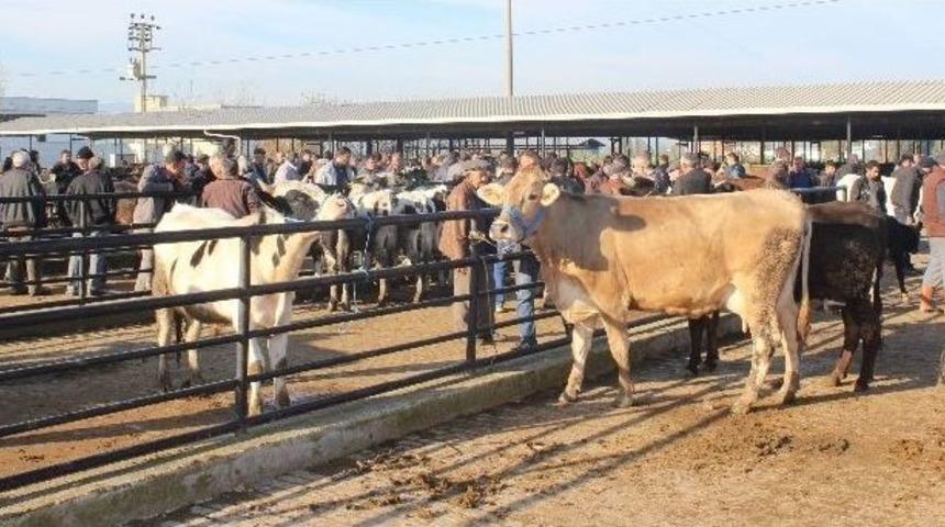 Et Ve S&uuml;t Fiyatları Arttı Hayvan Pazarı Hareketlendi
