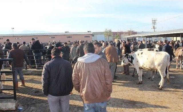 Et Ve S&uuml;t Fiyatları Arttı Hayvan Pazarı Hareketlendi 1