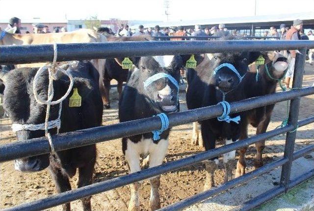 Et Ve S&uuml;t Fiyatları Arttı Hayvan Pazarı Hareketlendi 2