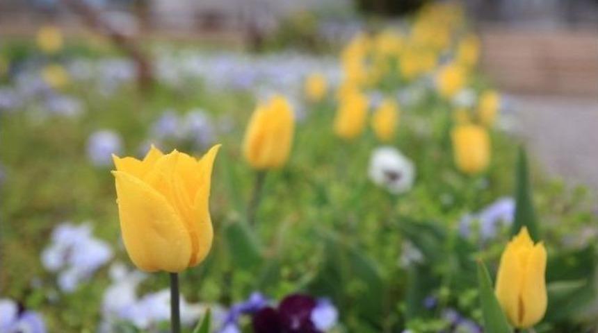 G&ouml;lbaşı &Ccedil;i&ccedil;ekler İle Renklendi