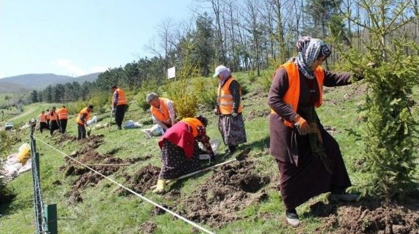 D&uuml;zce&rsquo;de Cumhurbaşkanı Adına Hatıra Ormanı