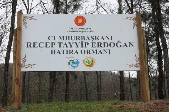 Düzce’de Cumhurbaşkanı Adına Hatıra Ormanı