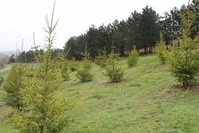 Düzce’de Cumhurbaşkanı Adına Hatıra Ormanı