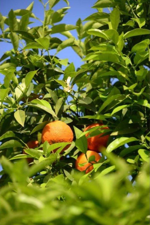 Narenciye Kenti Adana da Sokaklara Portakal, Limon, Turun&ccedil; Isimleri Verildi 2
