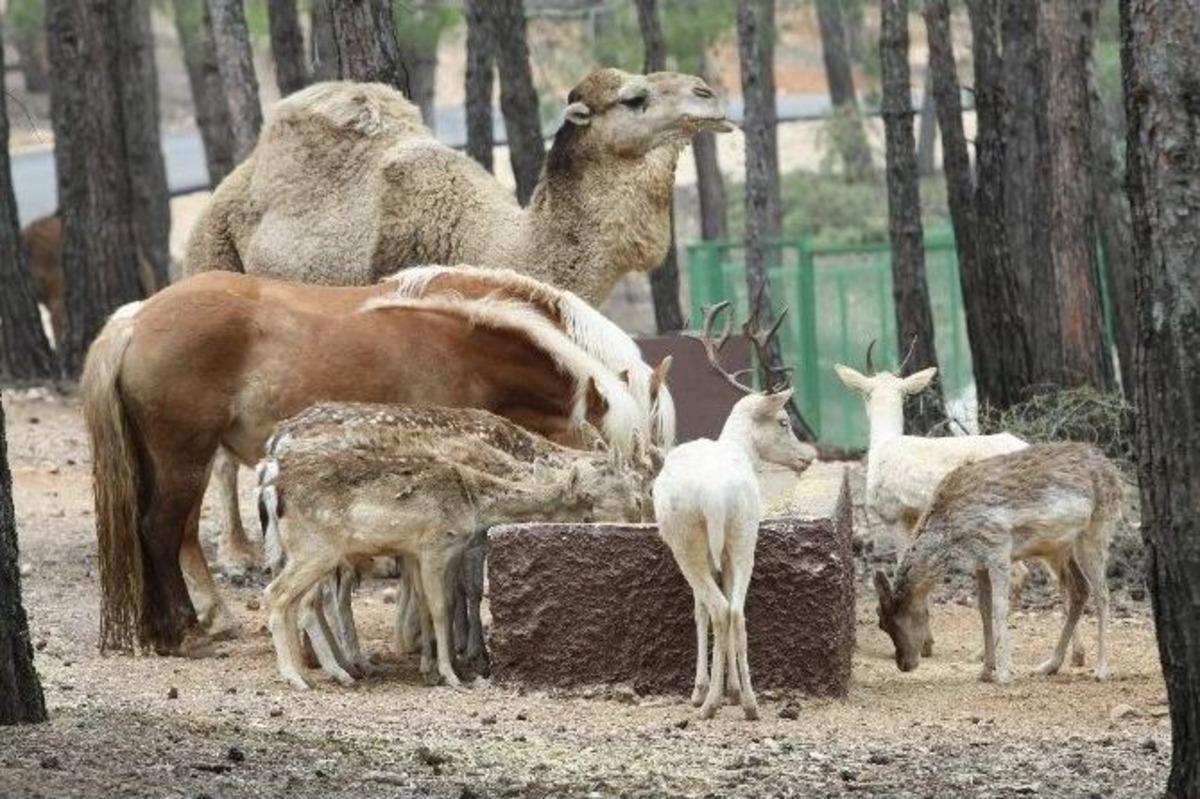 T&uuml;rkiye&rsquo;nin İlk Safari Parkı 23 Nisan&rsquo;da A&ccedil;ılıyor