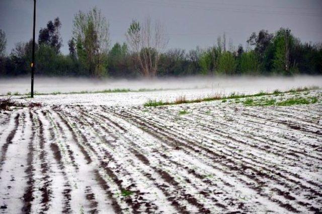 Osmaniye'de Ekili Arazileri Ve Meyve Bahçelerini Dolu Vurdu