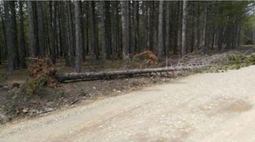 Beyşehir’de Kış Ağaçları Yerinden Söktü