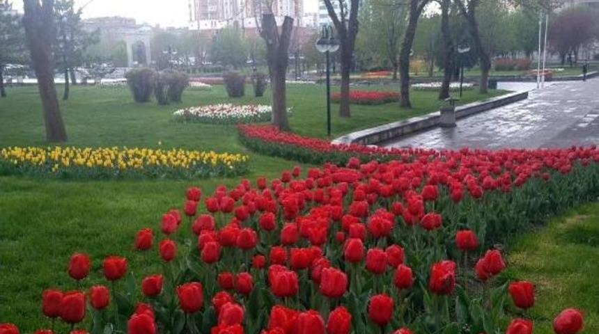 Kayseri Kent Merkezi Lale Bah&ccedil;esi Gibi