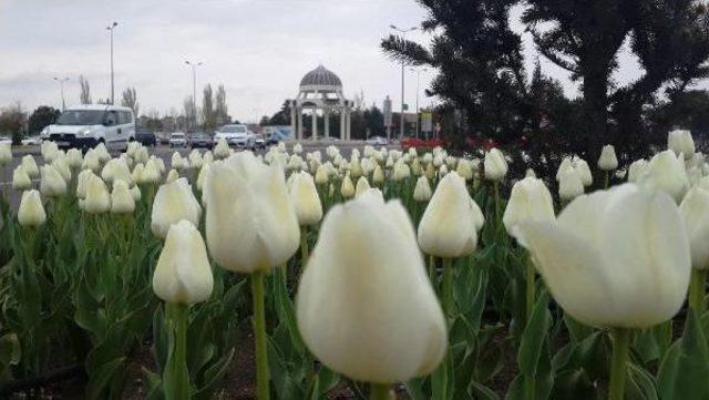 Kayseri Kent Merkezi Lale Bahçesi Gibi 2