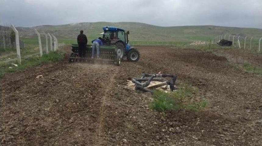 Kulu&rsquo;da 10 Dekarlık Alana Deneme Ama&ccedil;lı Karabuğday Ekildi
