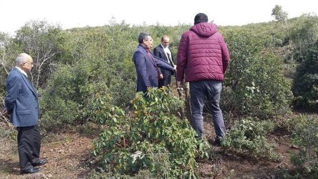 Yabani Zeytinler Ekonomiye Kazandırılıyor