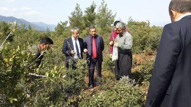 Yabani Zeytinler Ekonomiye Kazandırılıyor