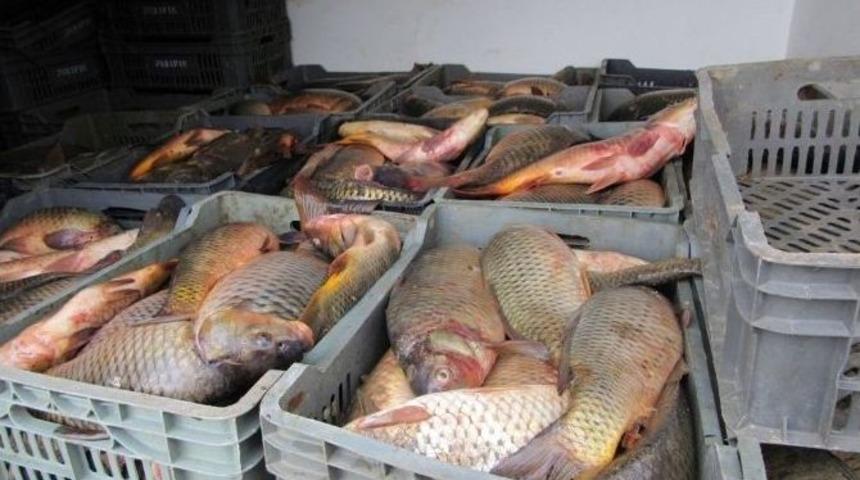 Jandarmadan &ldquo;sazan&rdquo; Operasyonu