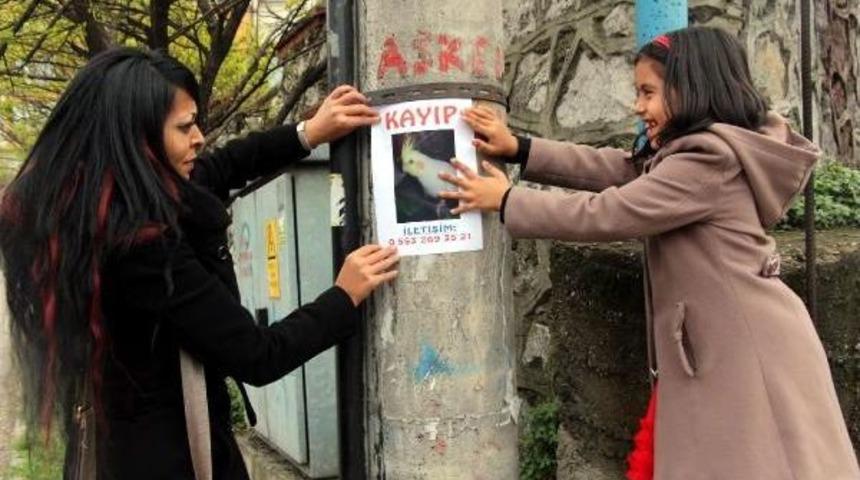 Kayıp Papağanı Ilanla Arıyorlar