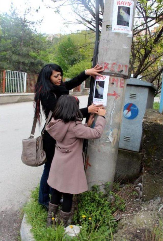 Kayıp Papağanı Ilanla Arıyorlar