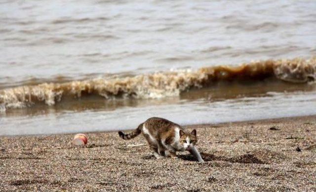 Zonguldak'ta Deniz Çamur Rengini Aldı