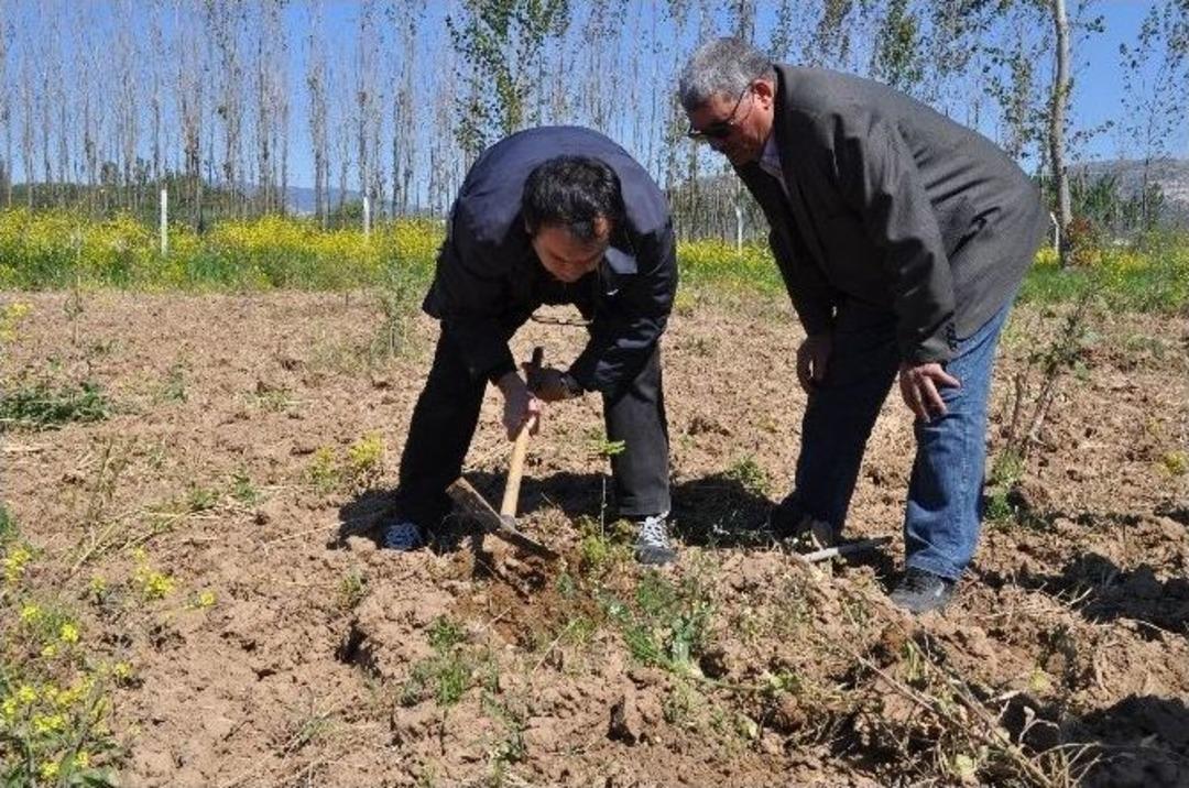 Yatağan&rsquo;da İlk Tr&uuml;f Mantarı Hasadı 2018&rsquo;de Yapılacak