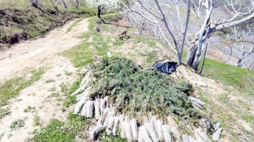 Sultanhisarlı Incir &Uuml;reticisinden &Ccedil;am Ağacı Tepkisi