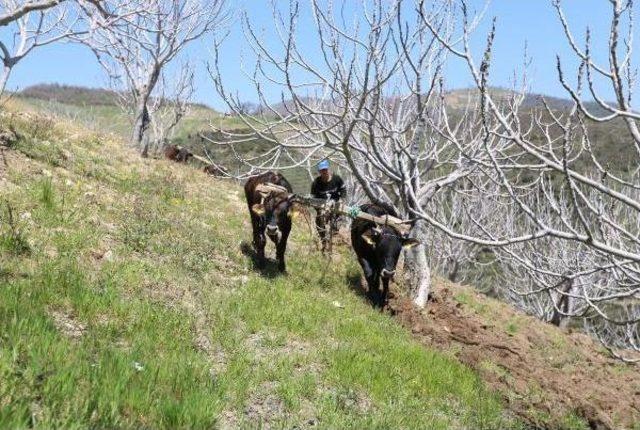 Sultanhisarlı Incir Üreticisinden Çam Ağacı Tepkisi